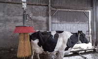 Celi Invest cow brushes installed in Denmark